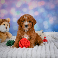 Mini Goldendoodle