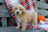 Mini Goldendoodle