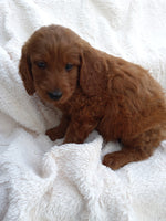 Mini Goldendoodle