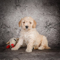 Mini Goldendoodle