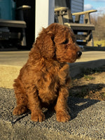 Mini Goldendoodle