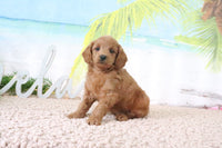 Mini Goldendoodle