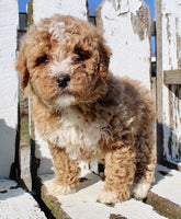 Mini Goldendoodle