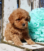 Mini Goldendoodle