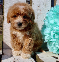 Mini Goldendoodle