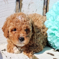 Mini Goldendoodle