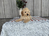 Mini Goldendoodle