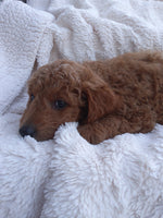 Mini Goldendoodle
