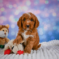 Mini Goldendoodle