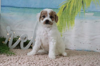 Mini Goldendoodle