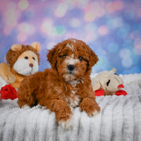 Mini Goldendoodle