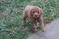 Mini Goldendoodle 