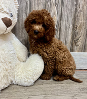 Mini Goldendoodle