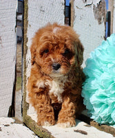 Mini Goldendoodle