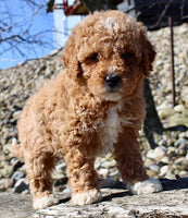 Mini Goldendoodle