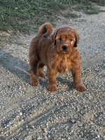  Mini Goldendoodle