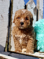 Mini Goldendoodle