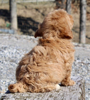 Mini Goldendoodle