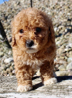 Mini Goldendoodle