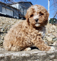 Mini Goldendoodle