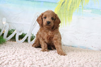 Mini Goldendoodle