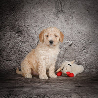 Mini Goldendoodle