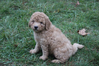 Mini Goldendoodle