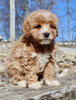 Mini Goldendoodle