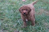 Mini Goldendoodle