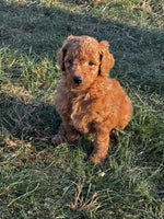 Mini Goldendoodle