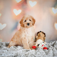 Mini Goldendoodle