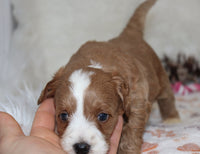 Mini F1B Goldendoodle