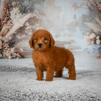 Mini Goldendoodle