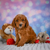 Mini Goldendoodle