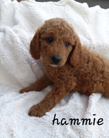 Mini Goldendoodle