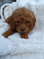 Mini Goldendoodle