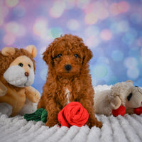 Mini Goldendoodle