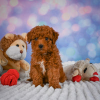 Mini Goldendoodle