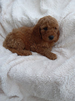 Mini Goldendoodle