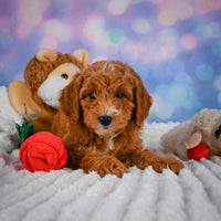 Mini Goldendoodle