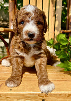 Mini Goldendoodle