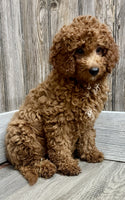 Mini Goldendoodle