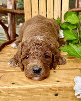 Mini Goldendoodle
