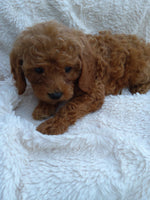 Mini Goldendoodle