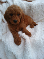Mini Goldendoodle