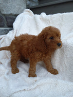 Mini Goldendoodle