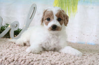 Mini Goldendoodle