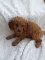 Mini Goldendoodle