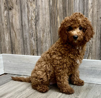 Mini Goldendoodle