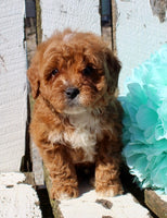 Mini Goldendoodle